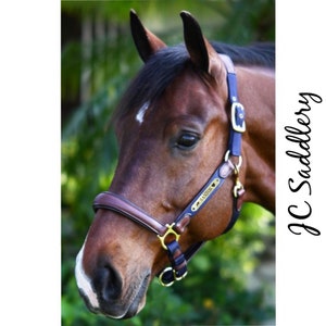 May include: A brown horse wearing a navy blue and brown leather halter with gold-colored hardware. The halter has a nameplate that reads "Santos". The text "JC Saddlery" is written in a script font on the right side of the image.