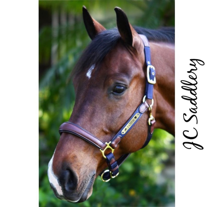 Luxor Breakaway Horse Halter With Custom Engraved Name Plate Etsy