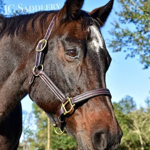 May include: A close-up of a brown horse wearing a dark brown leather halter with gold-colored hardware and white stitching. The horse has a white stripe on its face. The text "JC Saddlery" is in the upper left corner.