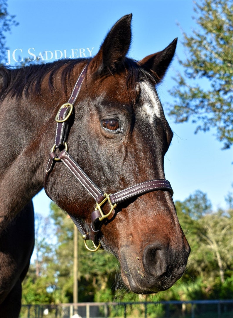 May include: A close-up of a brown horse wearing a dark brown leather halter with gold-colored hardware and white stitching. The horse has a white stripe on its face. The text "JC Saddlery" is in the upper left corner.