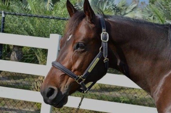 Super Soft Padded Leather Horse Halter With Custom Brass - Custom Padded Leather Halter Super Soft Padded Leather Horse Halter With Custom Brass - Custom Padded Leather Halter