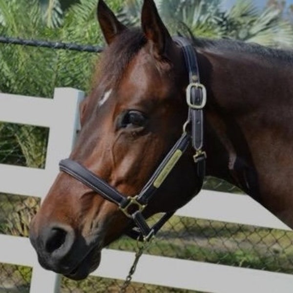 Leather Halter With Nameplate Etsy