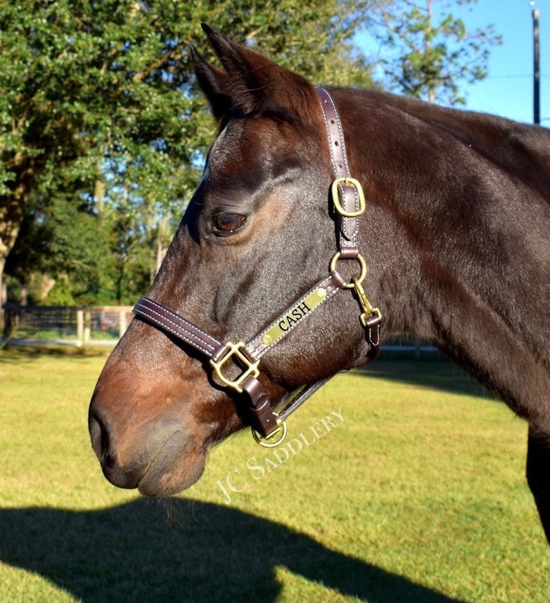 May include: A dark brown horse wearing a leather halter with the name "CASH" on a brass plate. The halter has white stitching and gold-colored hardware. The horse is in a grassy field with trees in the background.