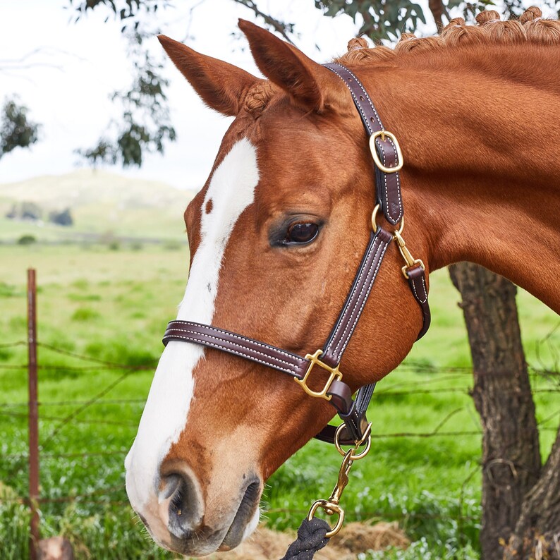 May include: A brown leather horse halter with white stitching and brass-colored hardware. The halter is on a chestnut horse with a white blaze. A black rope lead is attached to the halter.