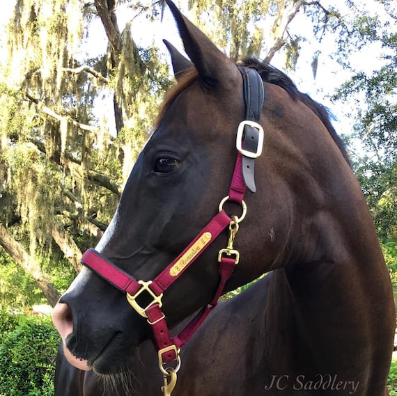 Padded Breakaway Nylon Horse Halter With Custom Brass Name Plate