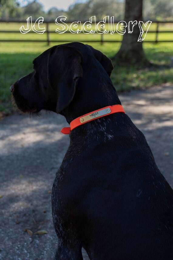 dog hunting collars with nameplates