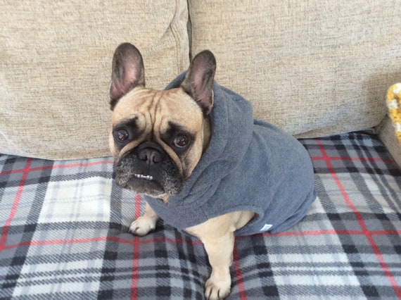 Charcoal grey french bulldog 2025