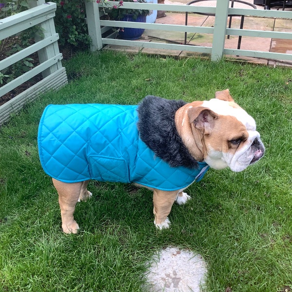 Bulldog Coat Etsy