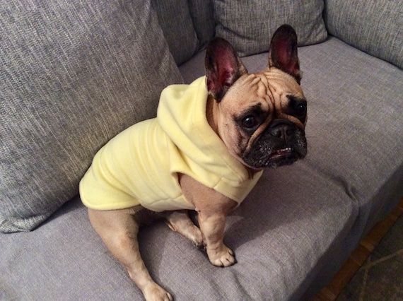 french bulldog hoodie
