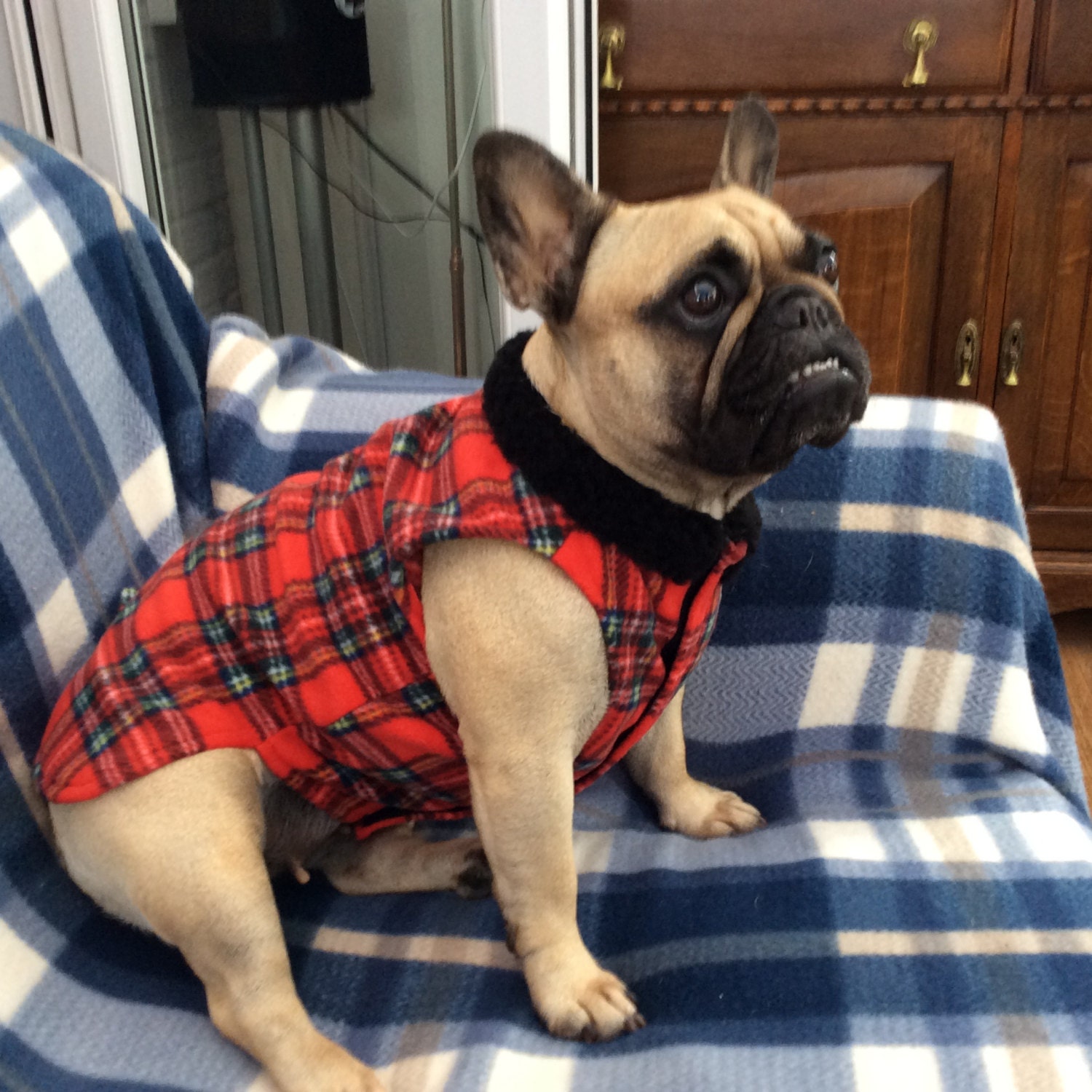 french bulldog coat