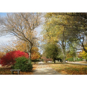 FALL LANDSCAPES and TREES