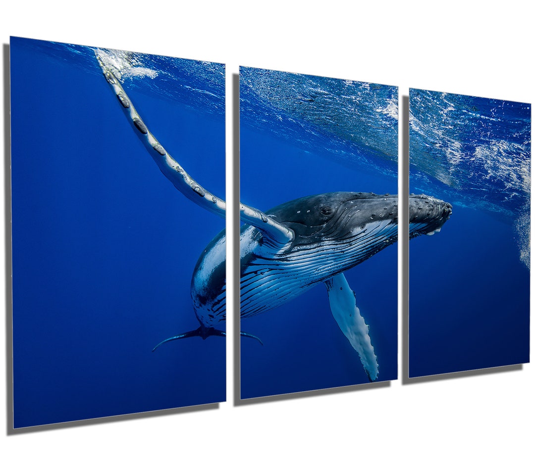 Metal Print - Humpback Whale Wall Art - 3 Panel Split, Triptych - Metal ...