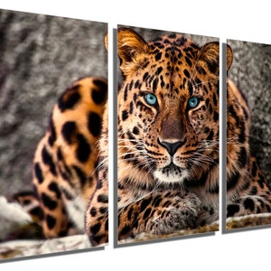 Metal Print - Amur Leopard Wall Art. Blue eyed Big Cat wall art, wildlife art, animal print - Metal wall art HD aluminum prints wall decor