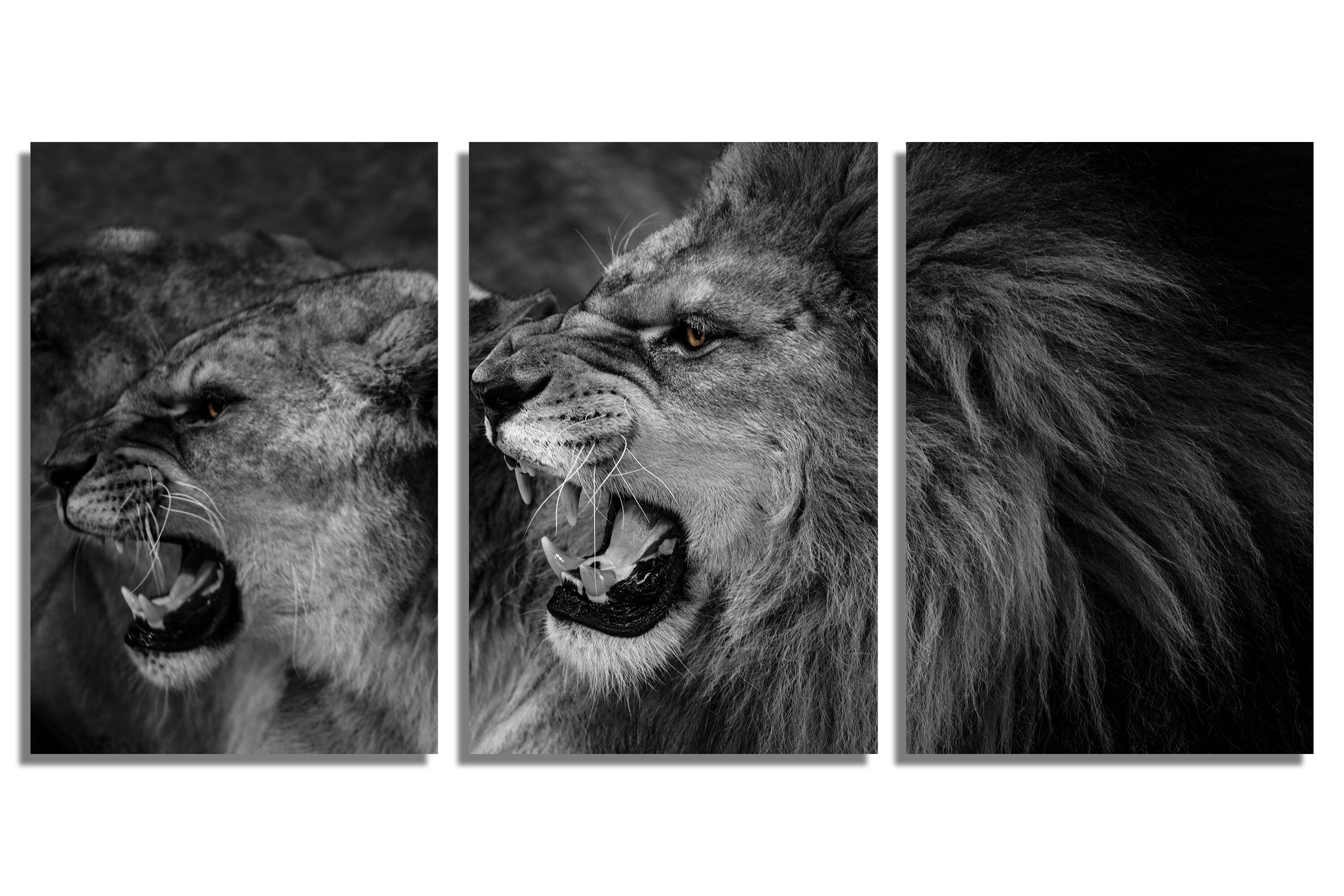 Lion Qui Rugit Noir Et Blanc Metal Print Lion rugissant et lionne Wall Art Noir & blanc - Etsy Canada