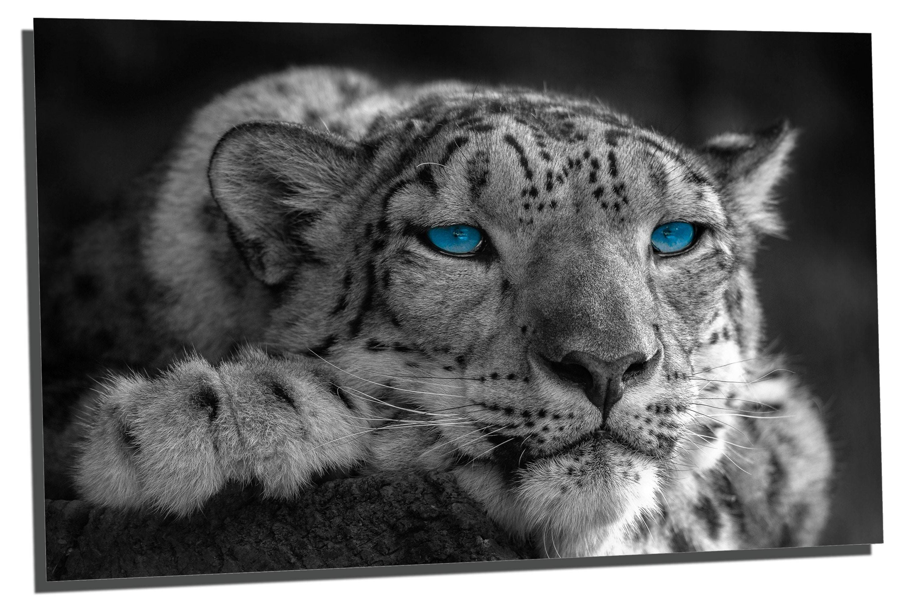 Metal Prints Snow Leopard Wall Art Portrait Blue Eyes 3 - Etsy UK