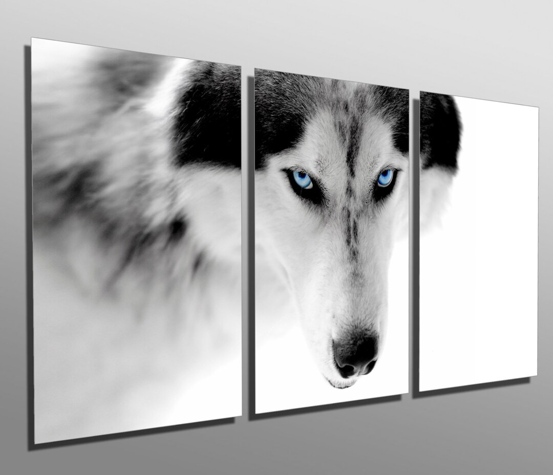 Metal Prints B&W Blue Eyed Wolf 3 Panel Split, Triptych Multi Panel ...