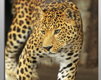 Metal Print Leopard Close-up Wildlife Photo Metal Wall - Etsy Canada Metal Print Leopard Close-up Wildlife Photo Metal Wall - Etsy Canada