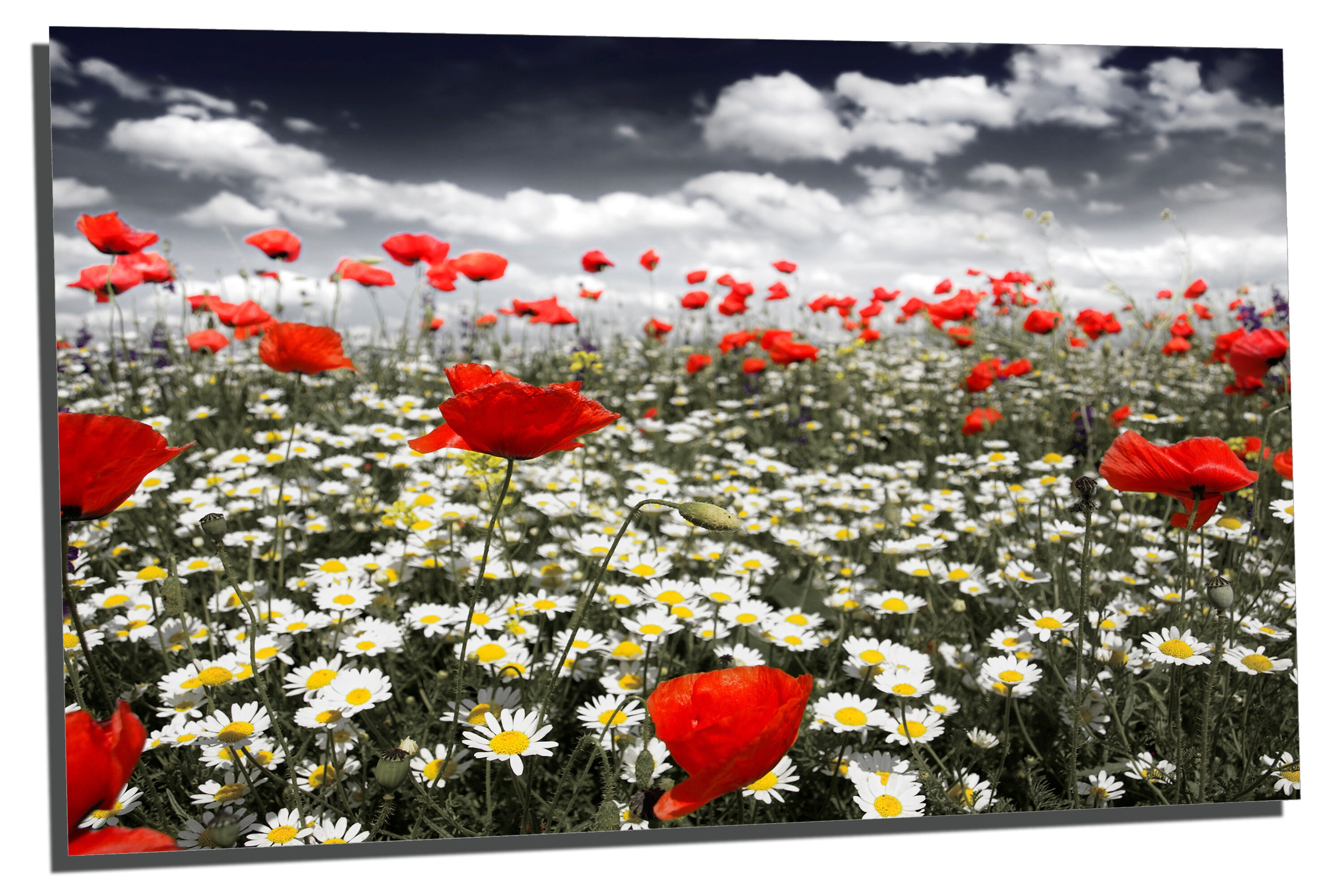 Metal Print - Poppies in a Field - 3 Panel Split (triptych) - Metal ...