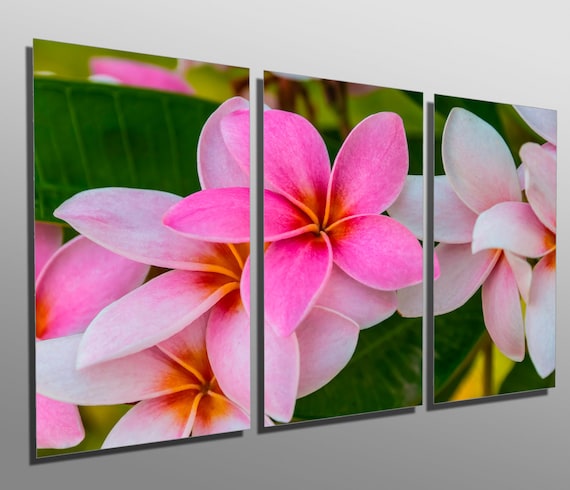 Metal Prints - Pink Plumeria Flowers - 3 Panel Split (triptych