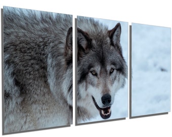 Metal Print - Timber Wolf Portrait - 3 Panel split, Triptych - Multi Panel Metal wall art HD aluminum prints home wall decor interior design