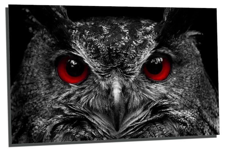 interior design Triptych 3 Panel split Blood Eyed Owl wall art Portrait Metal HD aluminum prints home wall decor Metal Prints