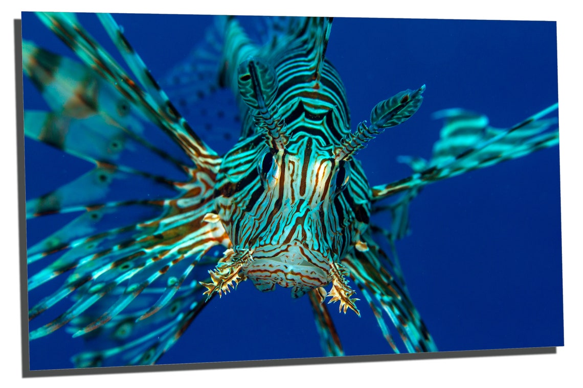 Metal Print Red Sea Lionfish Wall Art Closeup 3 Panel Etsy