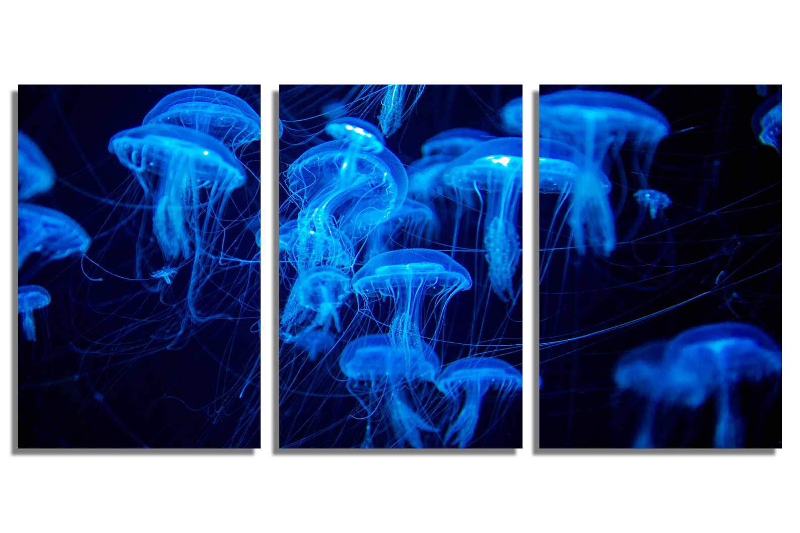 Metal Print Blue Jellyfish Wall Art . Jellyfish Swarm Group - Etsy