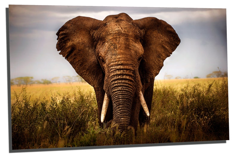 Giant Elephant Wall Art interior design. 3 Panel split wall decor Triptych Metal Prints HD Metal aluminum prints home decor
