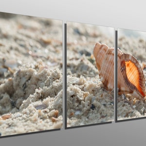 May include: A close-up of a seashell on a sandy beach. The shell is light brown with a darker brown interior. The sand is a light beige color.