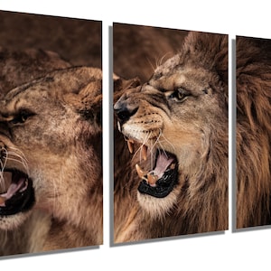 Metal Print - Roaring lion and lioness Wall Art, Lion Art, Lioness Art, Animal Art Print - Metal HD aluminum panel home wall decor art