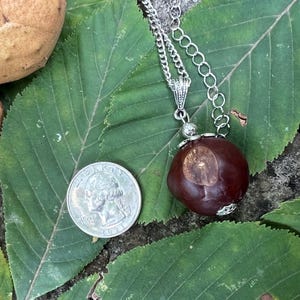 May include: A silver chain necklace with a large, dark brown chestnut pendant. The chestnut is attached to the chain with silver-colored metal accents. A quarter coin is next to the necklace on a bed of green leaves.