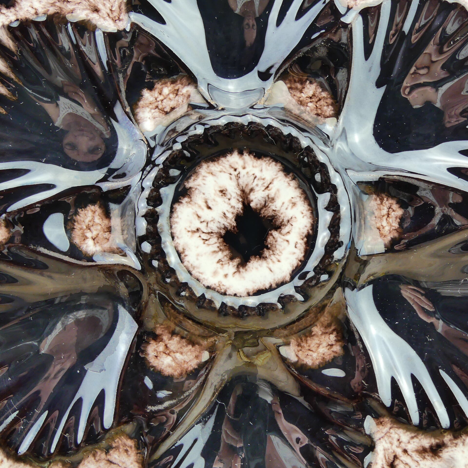 Oyster shells picture