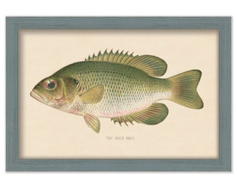 ROCK BASS PRINT by S. F. Denton