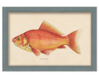 GOLD FISH PRINT by S. F. Denton