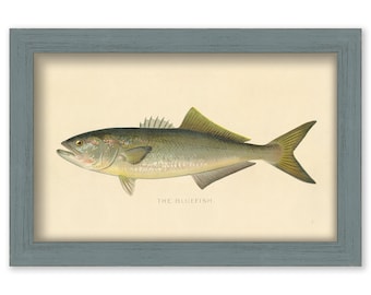 BLUE FISH PRINT by S. F. Denton