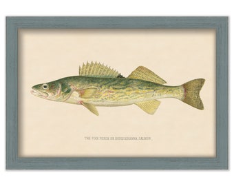 PIKE PERCH PRINT by S. F. Denton