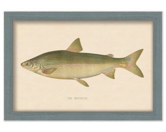 WHITEFISH PRINT by S. F. Denton