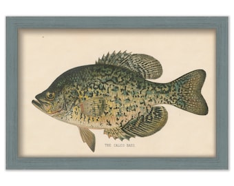 CALICO BASS PRINT by S. F. Denton