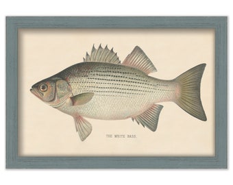 WHITE BASS PRINT by S. F. Denton