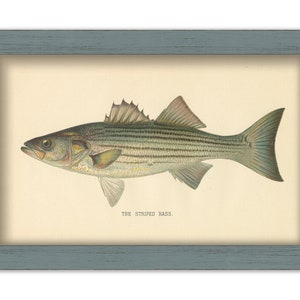 STRIPED BASS PRINT by S. F. Denton