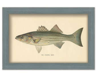 STRIPED BASS PRINT by S. F. Denton