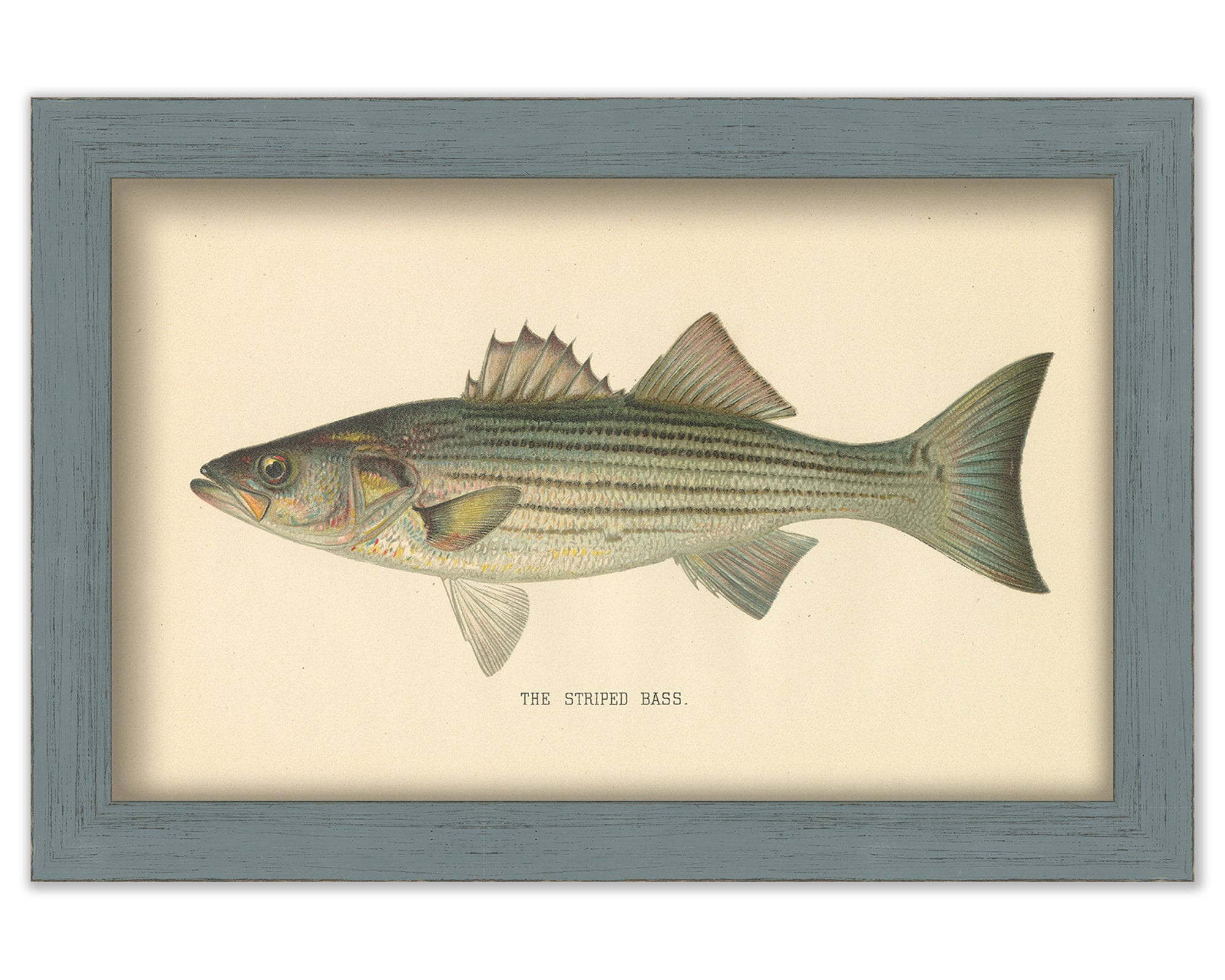 Striped Bass Print 