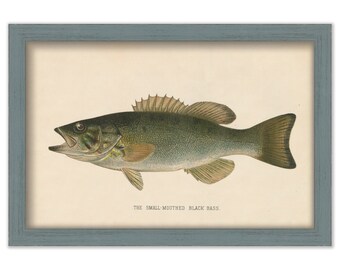 Small-Mouthed BLACK BASS PRINT by S. F. Denton