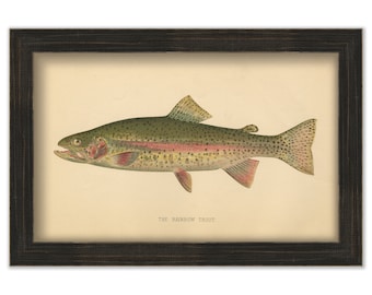 Rainbow Trout by S. F. Denton