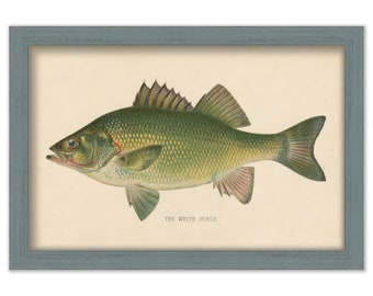 WHITE PERCH PRINT by S. F. Denton