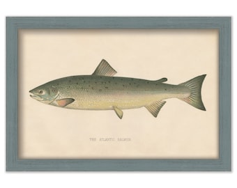 ATLANTIC SALMON PRINT by S. F. Denton