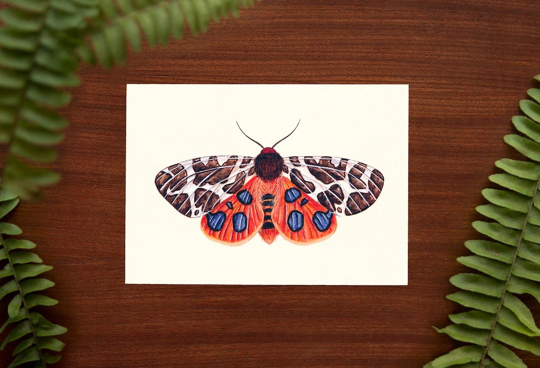 Garden Tiger Moth Illustration Art Print // Postcard Sized - 4.1" X 5.8 ...