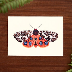 Jardin tiger Moth illustration art print // carte postale taille - 4.1 » x 5.8 »