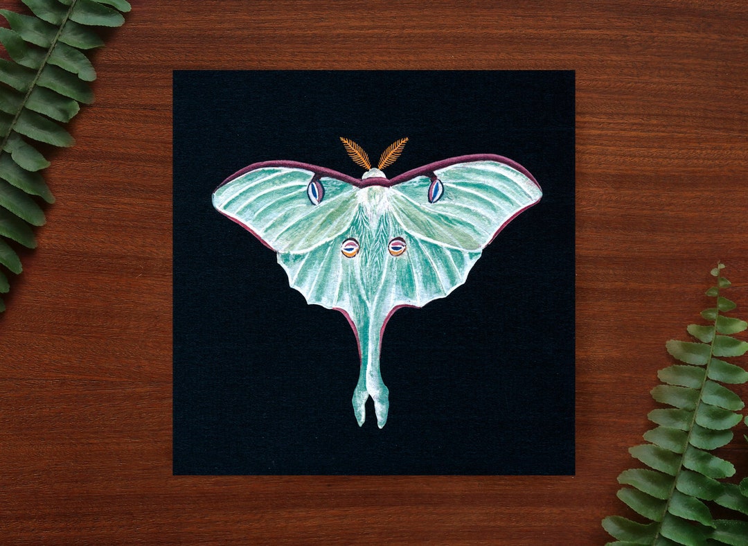 Luna Moth Illustration Art Print // 5.8" X 5.8" - Etsy