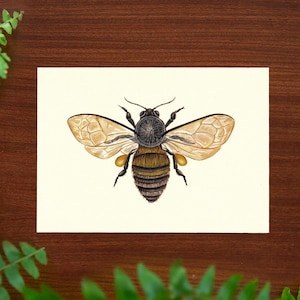 Illustrazione ape miele // Dimensioni cartolina - A6, 4,1" x 5,8"